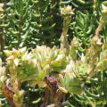 aeonium flowering succulent plant