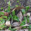 sprouting calla lilly flower bulbs