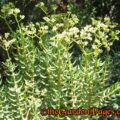crassula tetragona flowers