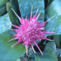 Urn Plant Aechmea pink bromeliad flower
