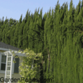 Italian cypress hedge