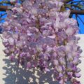 purple-wisteria-flowers