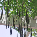 Wisteria seed pods