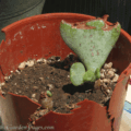 crassula rescue regrowth