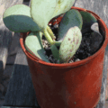 mystery plant rescue crassula