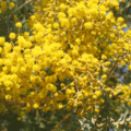 Flowering acacia tree