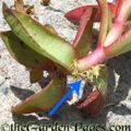 theGardenPages succulent plant roots