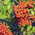 Toyon or California Christmas Holly Berry