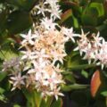 Jade plant crassula ovata flowers