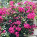Bougainvillea flowers