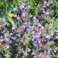 Flowering Garden Sage